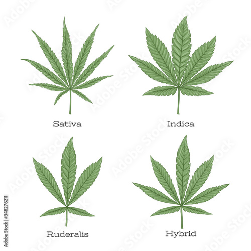 4 grades of cannabis leaf set sativa, indica, hybrid, ruderalis. Clip art, set of elements for design. Vector illustration isolated on white background..