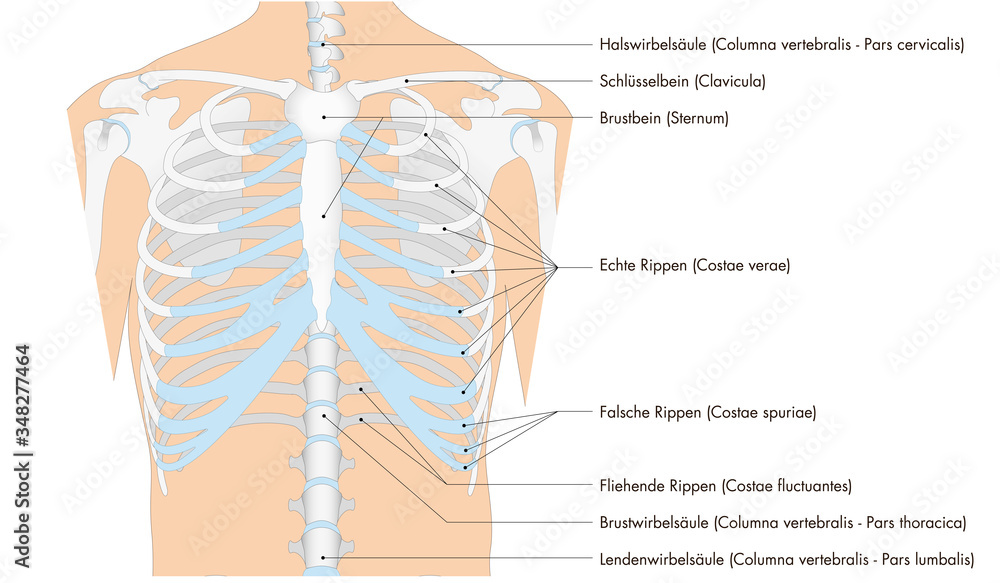 Obraz premium Infografik der Anatomie - Skelett - Brustkorb vom Mensch (deutsche Beschriftung)