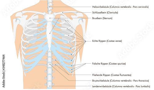 Infografik der Anatomie - Skelett - Brustkorb vom Mensch (deutsche Beschriftung)