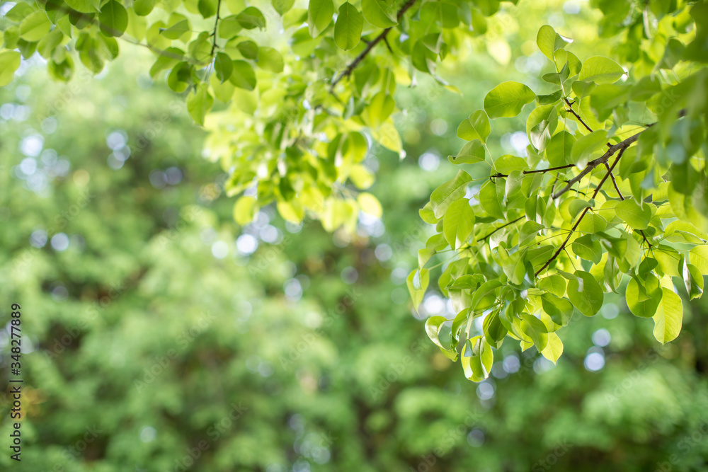 Closeup view of green leaf with beauty bokeh under sunlight. Closeup view of green leaf with beauty bokeh under sunlight.