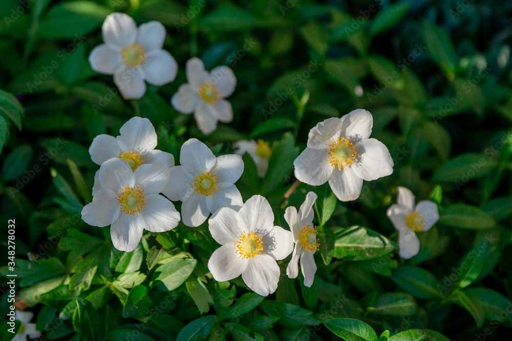 Beautiful blooming white anemone flowers growing in the garden. Spring nature. Beautiful blooming white anemone flowers growing in the garden. Spring nature.