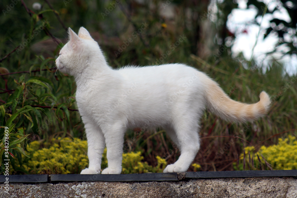 Fototapeta premium Petit chaton blanc debout sur un mur à l'extérieur