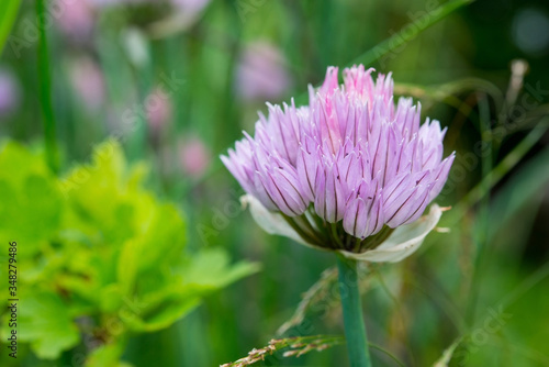 wild garlic flowers purple flowers on a green blurred background, selective focus