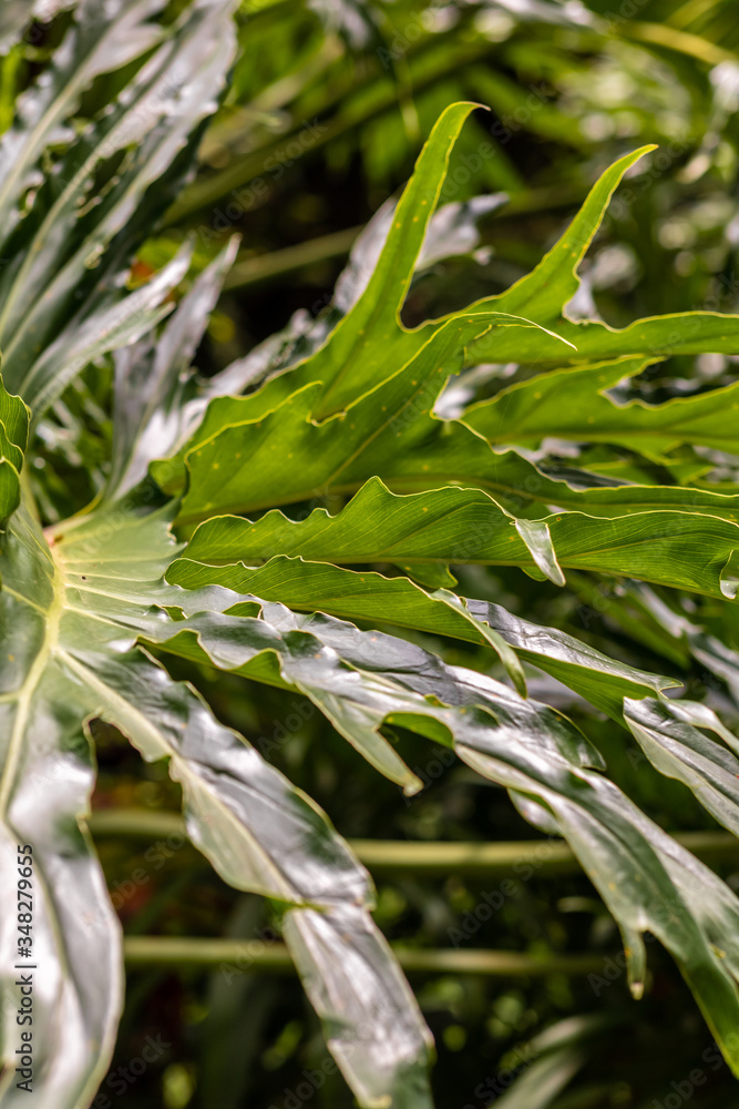 Detail of the leaf of Imbe (Philodendron), plant widely used in gardening and ornaments, Areal, Rio de Janeiro, Brazil Detail of the leaf of Imbe (Philodendron), plant widely used in gardening and ornaments, Areal, Rio de Janeiro, Brazil