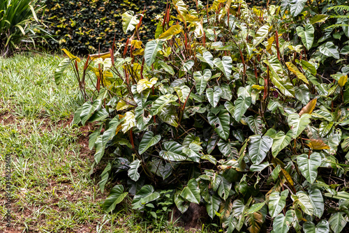 Large shrub of tropical plant, arrowhead (Syngonium podophyllum) in garden, Areal, Rio de Janeiro, Brazil