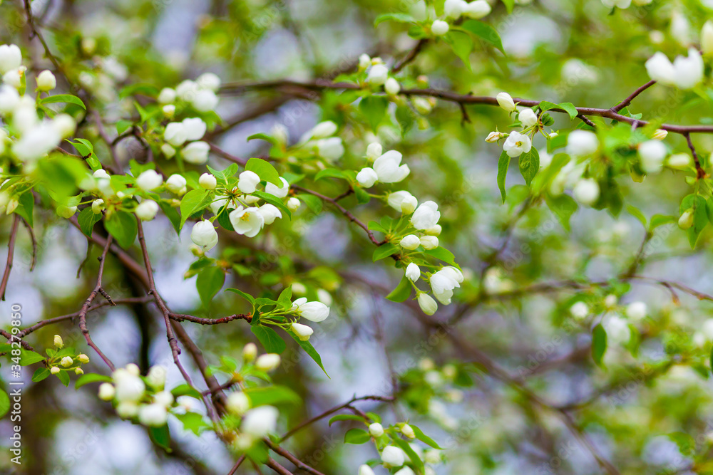 Blooming apple tree branch on a natural blurred background Blooming apple tree branch on a natural blurred background