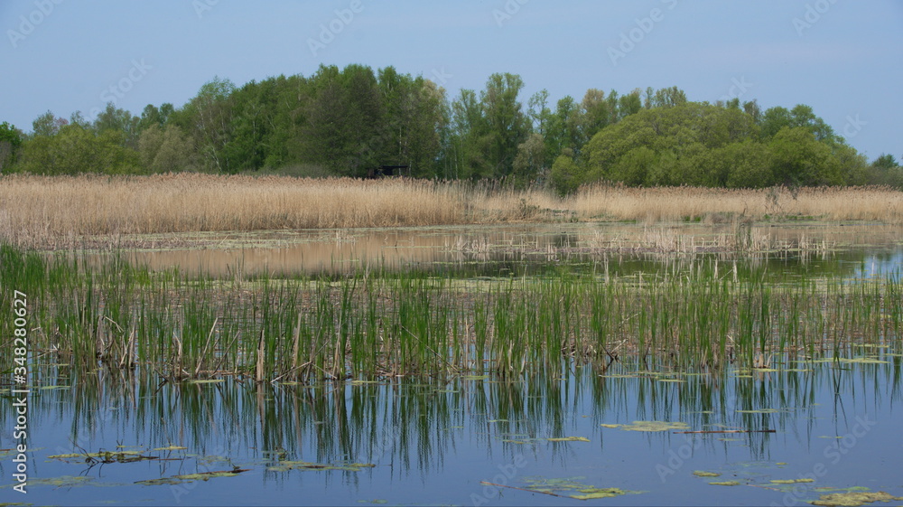 Teichland Rhinluch bei Linum, Land Brandenburg Teichland Rhinluch bei Linum, Land Brandenburg