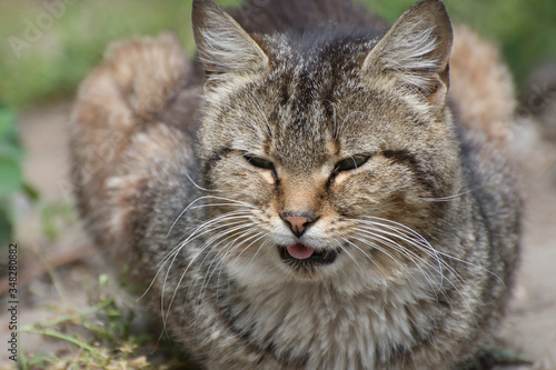 The cat stuck out his tongue. A stray cat dozing in the sun.
