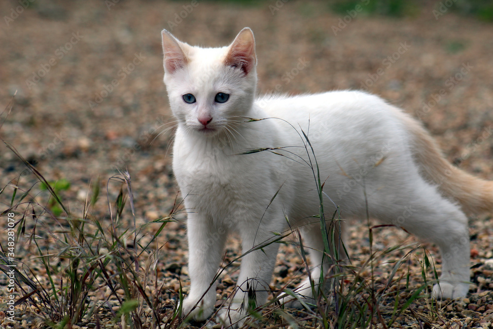 Petit chaton blanc mignon debout à l'extérieur, prêt à jouer