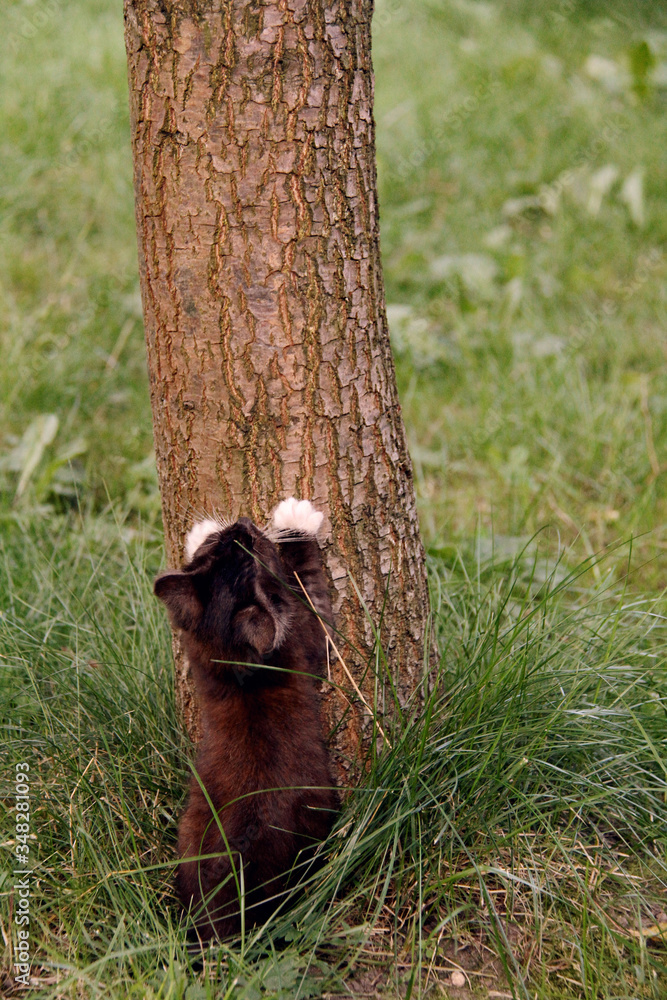 Mały kotek, nauka wspinania na drzewo - obrazy, fototapety, plakaty 
