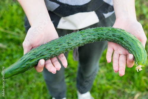 The ugly vegetables the ugly garden cucumber, fresh harvest