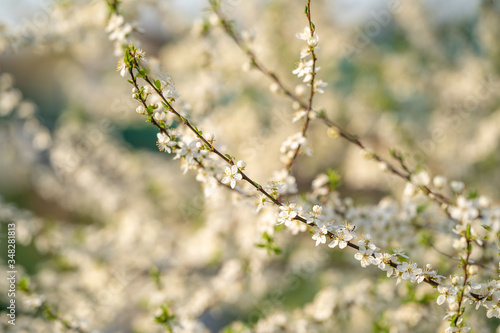 Beautiful white branch with plum and apple flowers in the morning spring garden. © skif