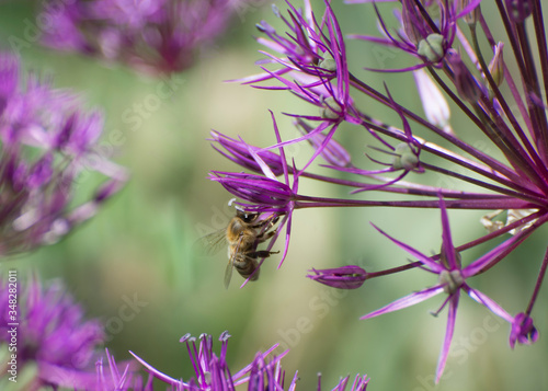 Bees collect nectar from large flowers. Large inflorescences of a decorative bow known as anzur. photo