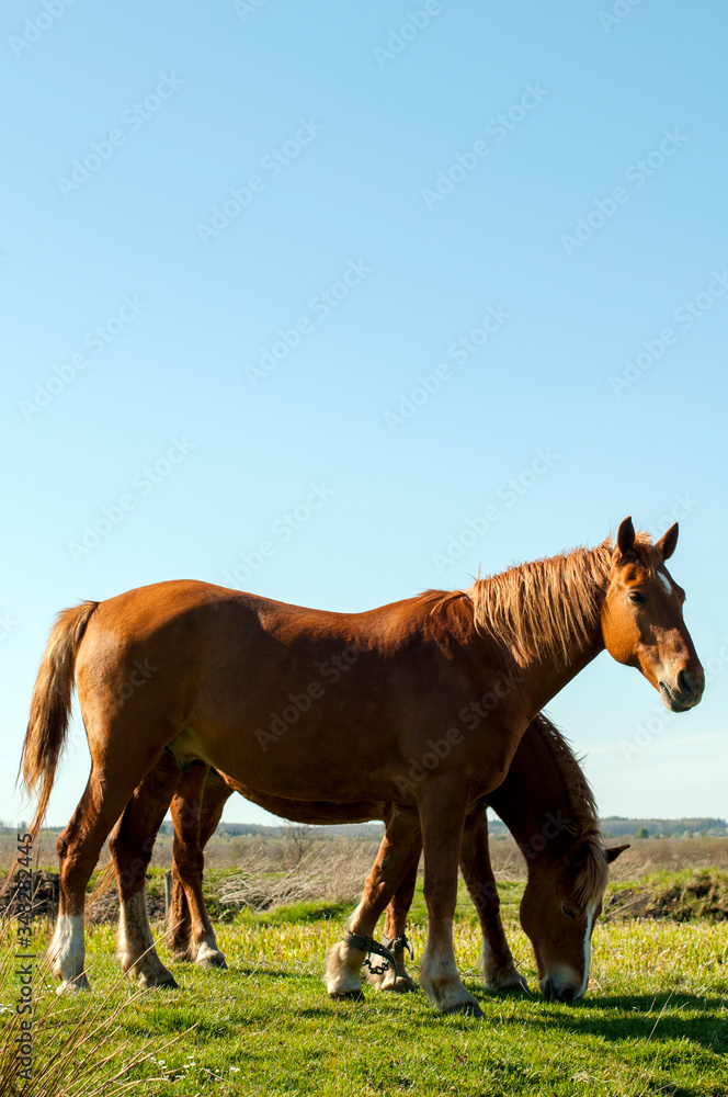 wild horse on a large meadow with beautiful scenery of blue sky and quiet at sunrise wild horse on a large meadow with beautiful scenery of blue sky and quiet at sunrise