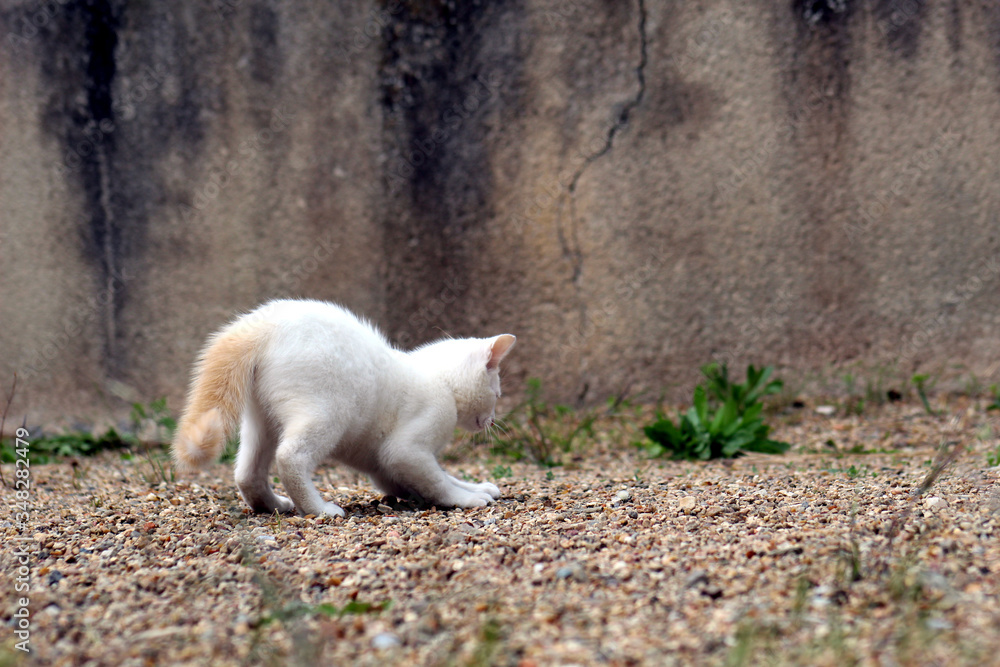 Petit chaton blanc jouant à l'extérieur et s'arrêtant tout d'un coup