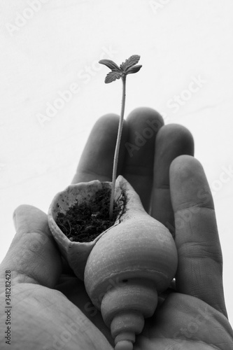 Cannabis plant growing in hand