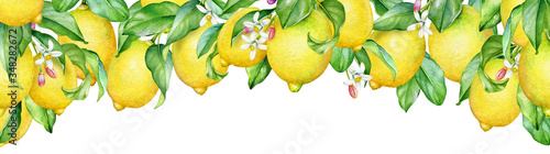 Watercolor illustration of blooming lemon tree branches.