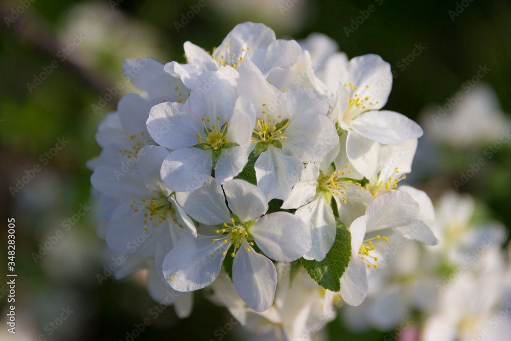 Apple tree flowers close up
