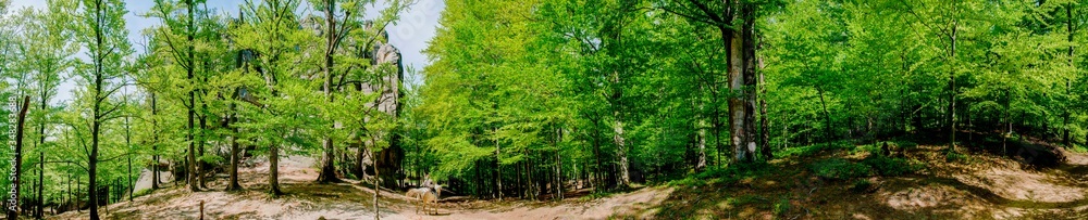 Fototapeta premium Beauitful green forest photo. Pine trees and a path in the forest. Summer mountain background. Rila mountain, Bulgaria