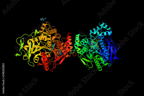 Acetylcholinesterase, the primary cholinesterase in the body. Primary target of inhibition by organophosphorus compounds such as nerve agents and pesticides. 3d rendering photo