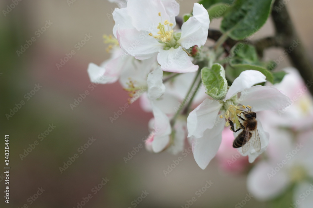 Fototapeta premium bee on flower