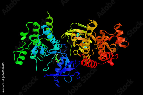 B-Raf, a protein is involved in sending signals inside cells which are involved in directing cell growth. Shown to be faulty (mutated) in some human cancers. 3d rendering
