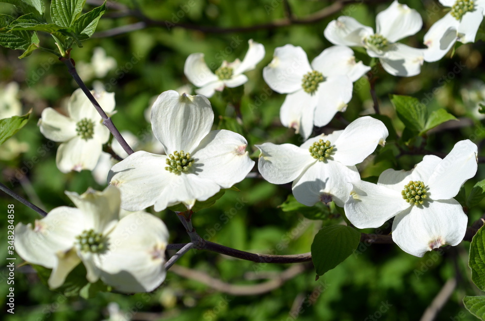 Zweig eines Blüten-Hartriegels Zweig eines Blüten-Hartriegels