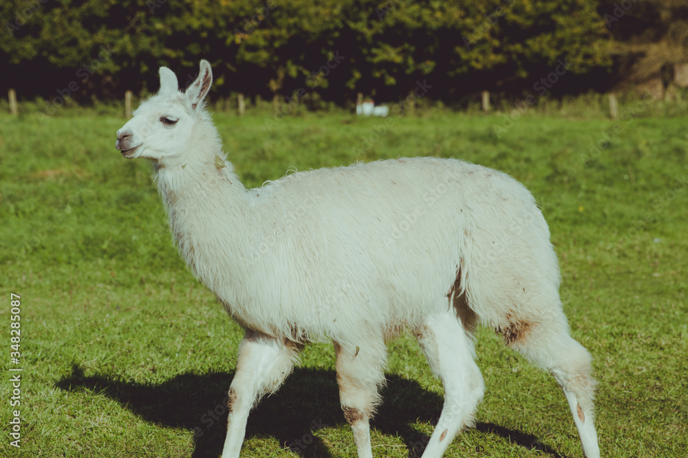 Fototapeta premium white lama 