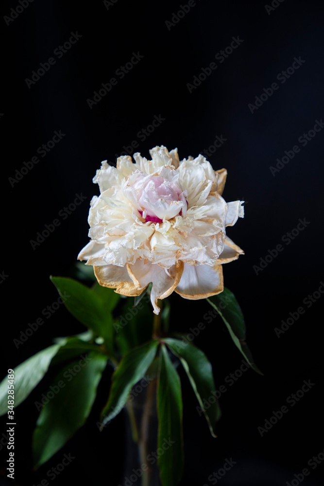 Obraz premium faded flowers