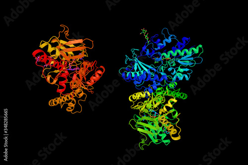 Polyamine oxidase, a Flavin-containing amine oxidoreductase. 3d rendering photo
