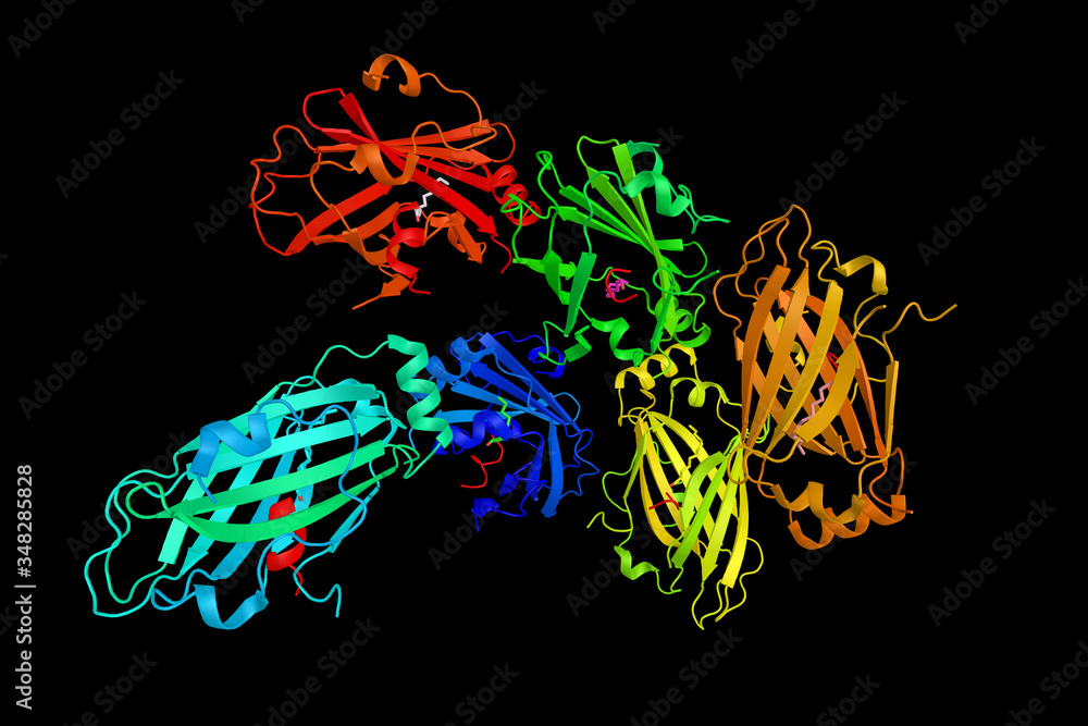 Guanine nucleotide-binding protein G(t) subunit alpha-1, a 3-subunit ...