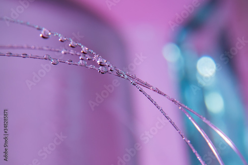 dew drops on a pink flower