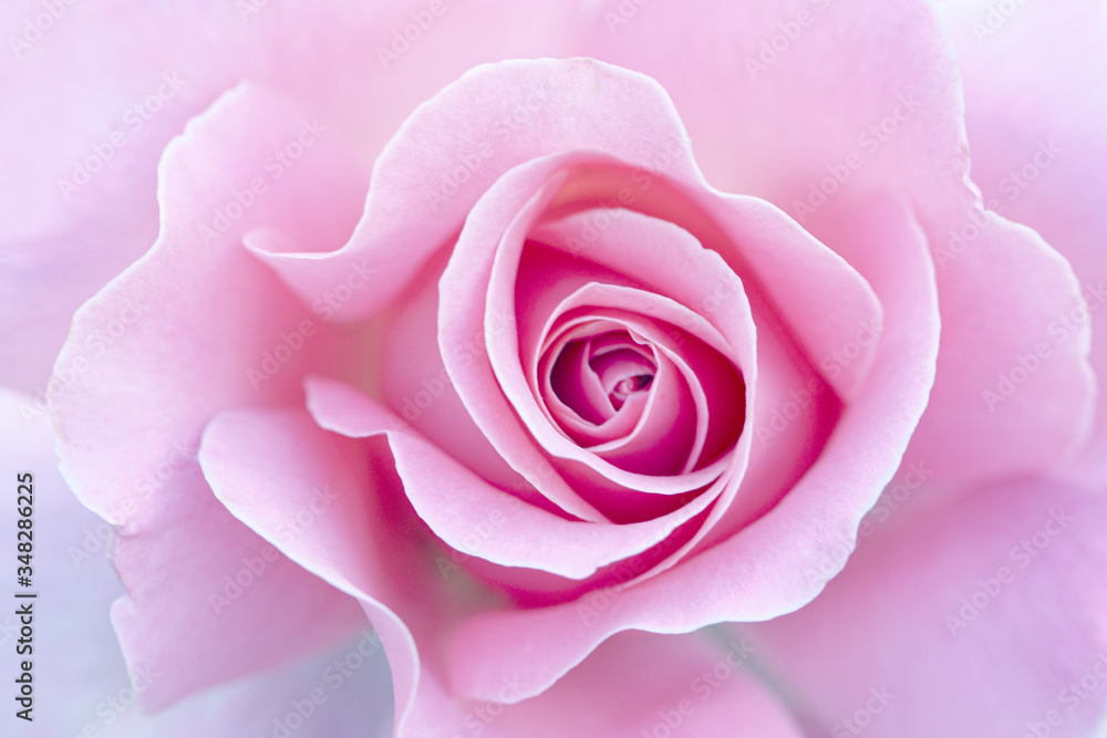 close up of pink rose petals. Selective focus. Abstract blurred Flowers background close up of pink rose petals. Selective focus. Abstract blurred Flowers background