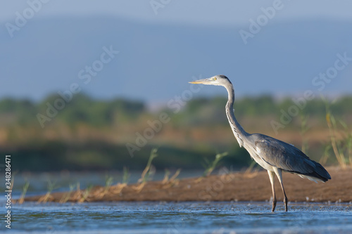 A common heron on the hunt after fish in the sea