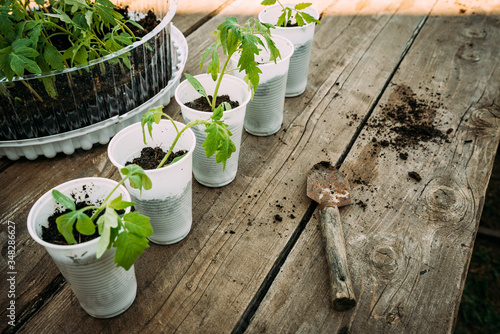 transplant dive sprouts of tomatoes, tools for replanting, soil, containers for transplanting, plants will be perceiving
