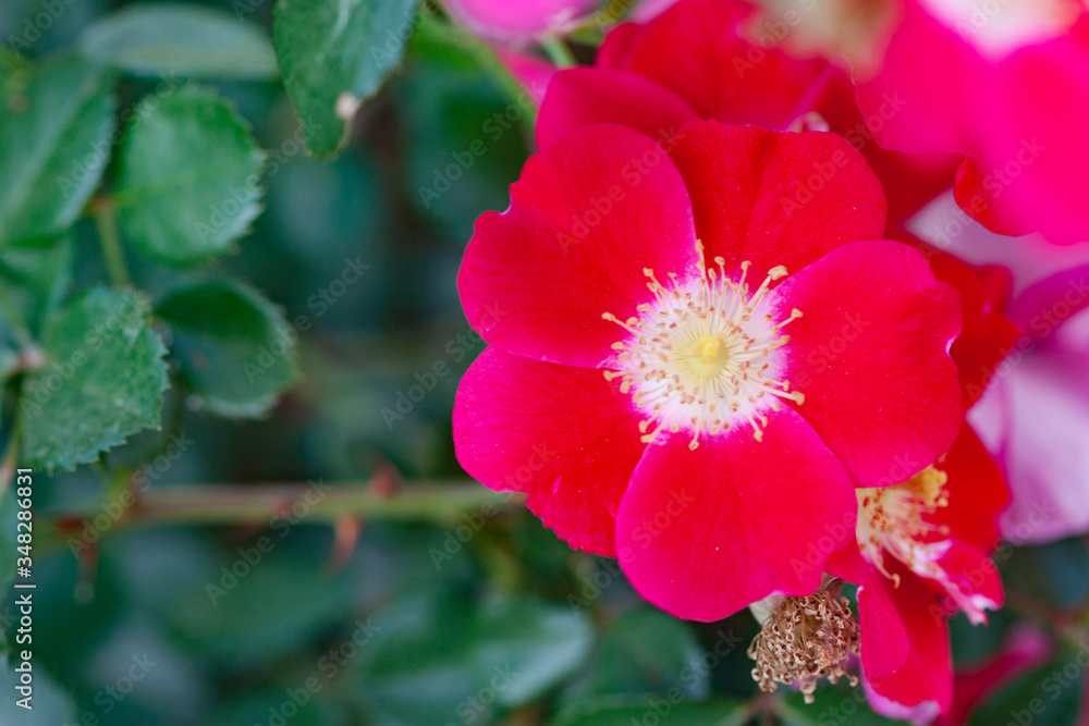 five petals pink rose in the garden five petals pink rose in the garden