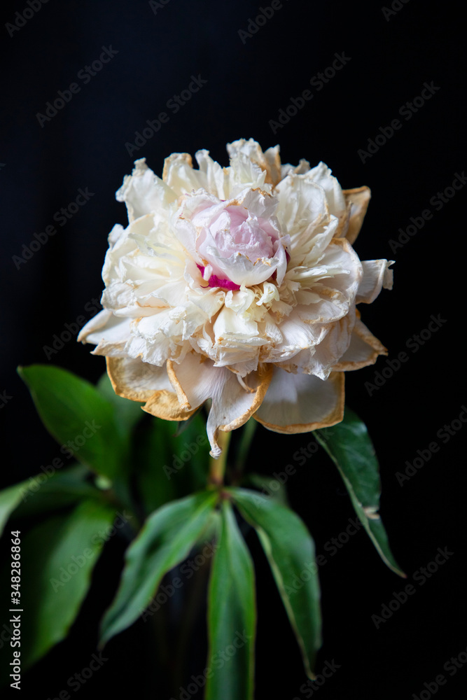 Obraz premium pink and white flower