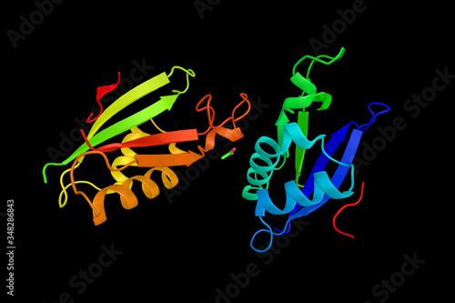Serine/threonine-protein kinase OSR1, an enzyme which regulates downstream kinases in response to environmental stress, and may play a role in regulating the actin cytoskeleton. 3d rendering