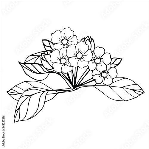 hand drawn flower. Coloring with flowers  buds and leaves of Apple trees. Black and white drawing of Apple flowers for coloring.