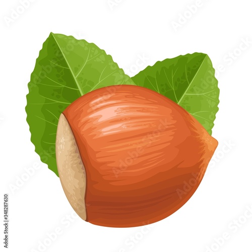 Closeup hazelnut in shell with green leaves. Vector realistic icon.