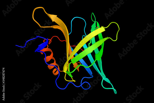 Retinol binding protein 4, a protein which delivers retinol from the liver stores to the peripheral tissues. Described as an adipokine that contributes to insulin resistance in the AG4KO mouse model photo
