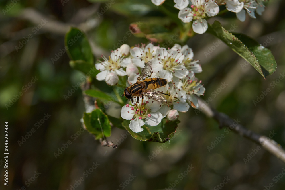 The fly collects nectar and pollen from the flowers. The fly collects nectar and pollen from the flowers.