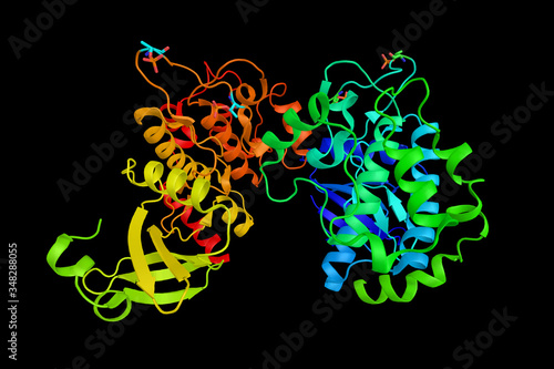 Serine/threonine-protein kinase 4, a cytoplasmic kinase that is structurally similar to the yeast Ste20p kinase, which acts upstream of the stress-induced mitogen-activated protein kinase cascade photo