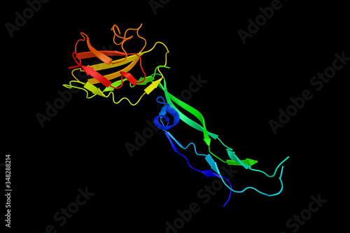 Transforming growth factor beta-3, a protein, known as a cytokine, which is involved in cell differentiation, embryogenesis and development. 3d rendering