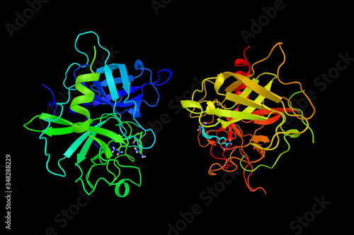 Tissue plasminogen activator, a protein involved in the breakdown of blood clots. Used in clinical medicine to treat embolic or thrombotic stroke. 3d rendering photo