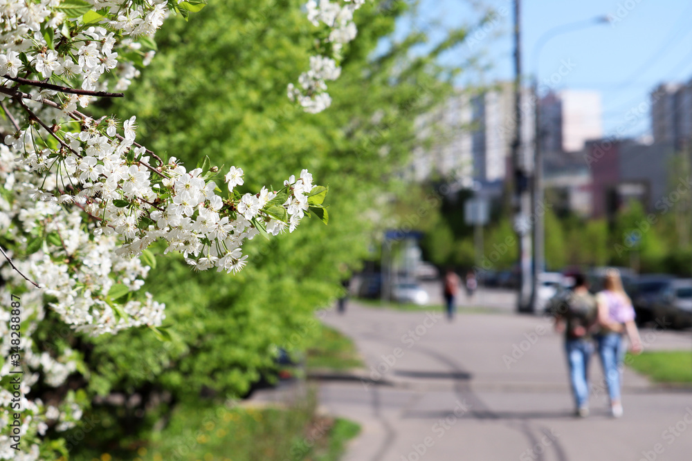 Cherry blossom on a city street, selective focus. Urban landscape with blooming trees and walking people at spring sunny day Cherry blossom on a city street, selective focus. Urban landscape with blooming trees and walking people at spring sunny day