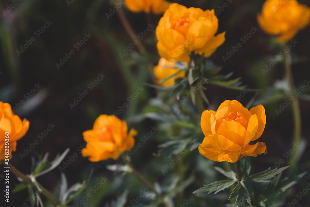 Orange spring flowers copy space. Siberian flowers. Blooming trollius. Orange spring flowers copy space. Siberian flowers. Blooming trollius.