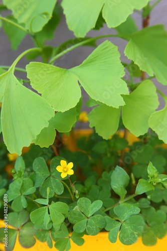 Flor de Oxalis corniculata bajo hojas de Ginkgo biloba photo