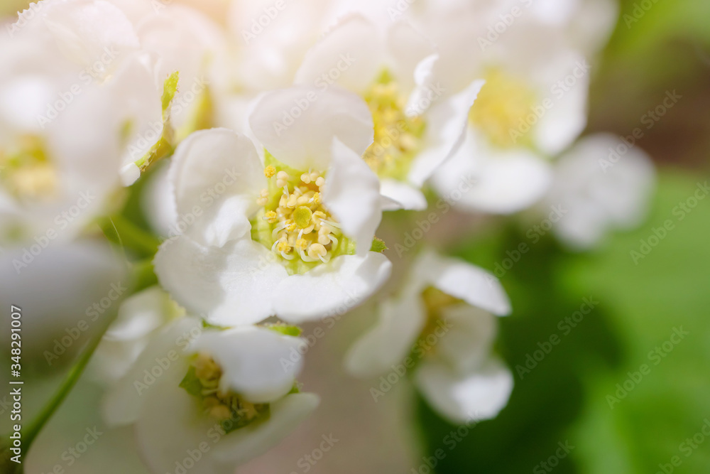Blooming bird cherry close-up. Detailed macro photo. Beautiful white flowers. Great image for postcards. The concept of spring, summer, flowering.