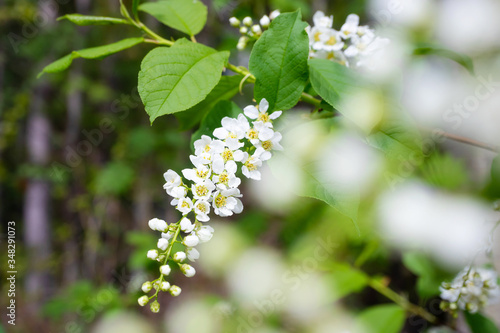 Blooming bird cherry close-up. Beautiful white flowers. Great image for postcards. The concept of spring, summer, flowering..